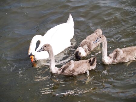 Mother and childrenの写真素材