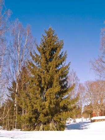 fir treeの写真素材