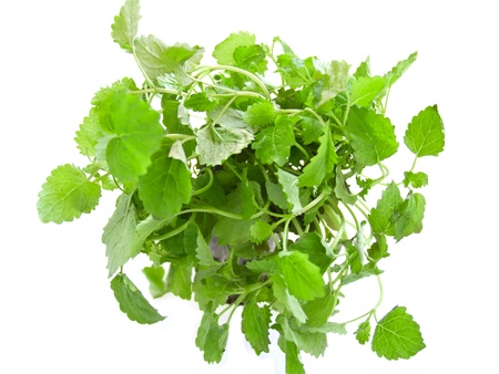 fresh plant of lemon balm, isoalted on whiteの写真素材