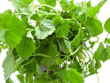 fresh plant of lemon balm, isoalted on whiteの写真素材