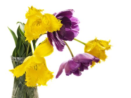 beautiful colorful yellow and purple tulips bouquet isolatedの写真素材