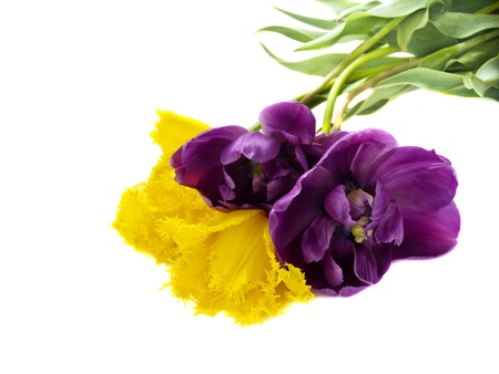 beautiful colorful yellow and purple tulips bouquet isolatedの写真素材