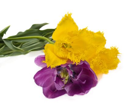 beautiful colorful yellow and purple tulips bouquet isolatedの写真素材