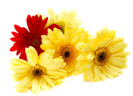 herberas isolated over whiteの写真素材