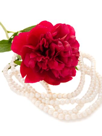 peony flower with jewel isolated over white backgroundの写真素材
