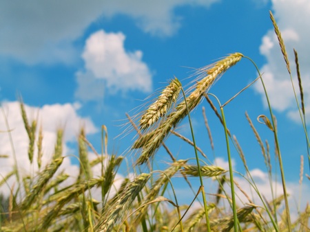 summer field of rye