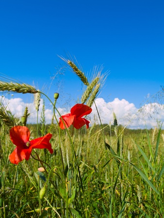 Red Flowerの写真素材