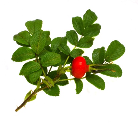 rose hip branch isolated on wnite backgroundの写真素材