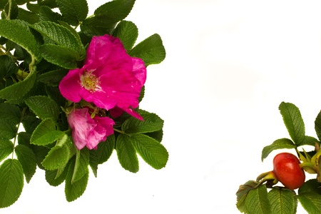 flowers n berriesの写真素材