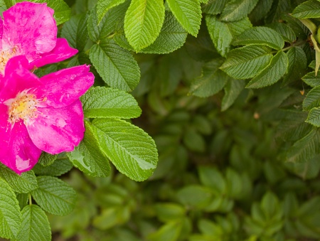 flowersの写真素材