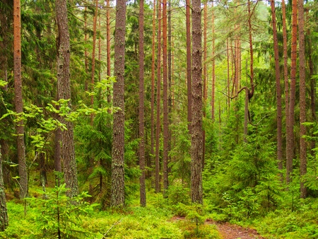 summer forestの写真素材