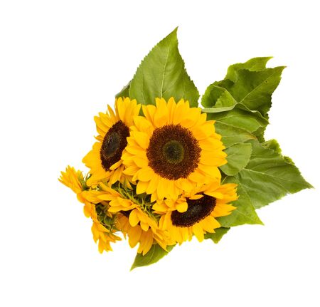 Beautiful bright sunflowers isolated on white backgroundの写真素材