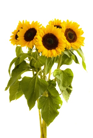 Beautiful bright sunflowers isolated on white backgroundの写真素材