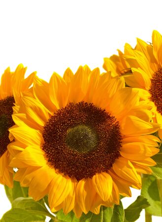 bight sunflowers bouquetの写真素材