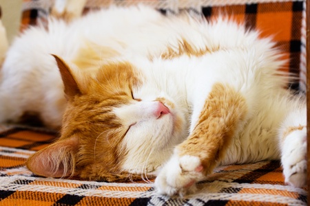 red and white sleeping catの写真素材