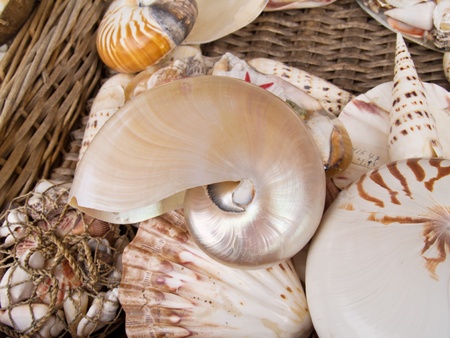 Nautilius shells in basket の写真素材
