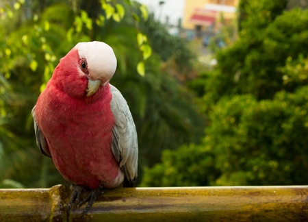 pink cacatua parrot sitting on tree branch