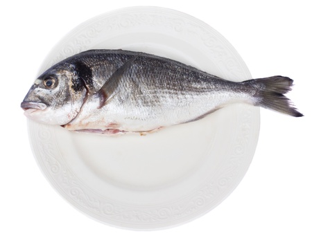 gilt head  dorada  on white plate isolated on white backgroundの写真素材