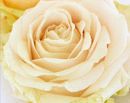 Pink rose on the old cracked paper の写真素材