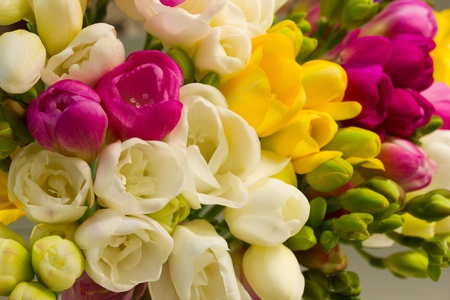 vibrant multicoloured fresh spring freesias blooming flowersの写真素材