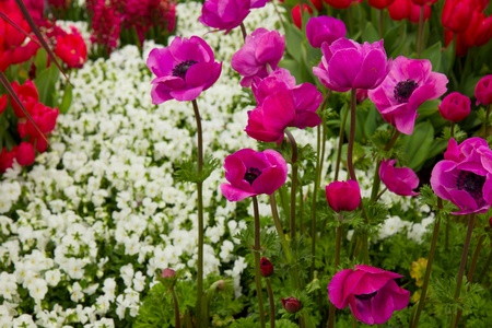 colorful flowerbed of anemones in Keukenhof garden, Hollandの写真素材