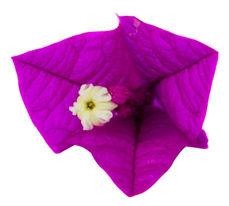 bougainvillea purple flower isolatedon white background, close up