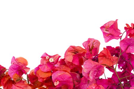 bougainvillea pink flowers border isolated on white backgroundの写真素材