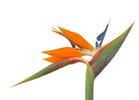 Bird of paradise flower  Strelitzia  isolated on white bacgroundの写真素材