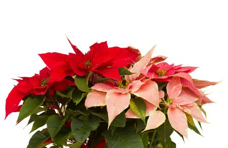 Poinsettia flower  christmas star  isolated on a white backgroundの写真素材
