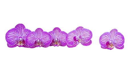 flowers of orchid borderの写真素材