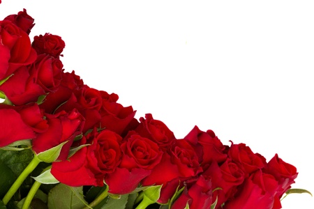 fresh red roses  border  isolated on white backgroundの写真素材