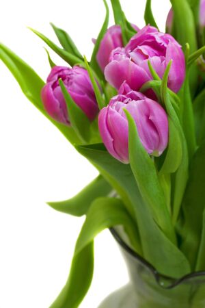 bouquet of fresh violet tulips isolated on white backgroundの写真素材