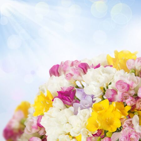vibrant freesias bouquet on blue sky backgroundの写真素材