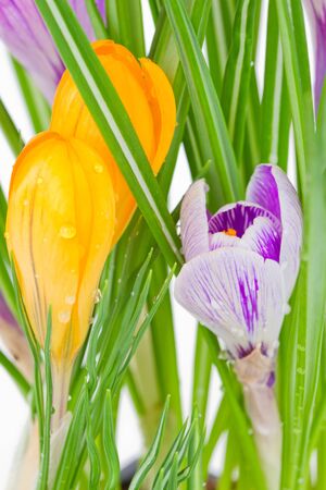 purple and yellow spring crocus flower  close upの写真素材