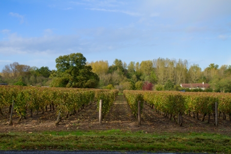 Beautiful rows of grapes in winery yard の写真素材