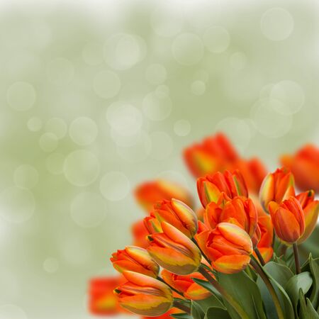 bouquet of fresh orange tulips  on green backgroundの写真素材