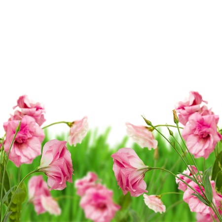 pink eustoma flowers in grass as border on white backgroundの写真素材