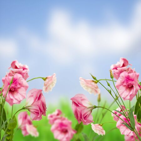 eustoma flower meadow with green grass and blue skyの写真素材