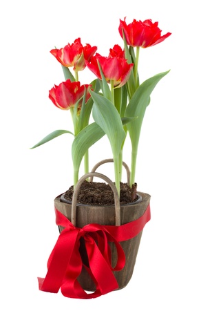 pot with spring tulips  solated on white backgroundの写真素材