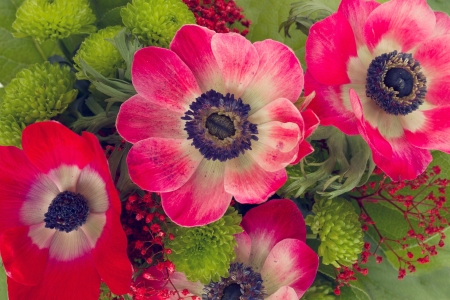 Vibrant and colorful red  anemone flowers close upの写真素材