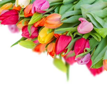 pack of fresh spring  tulips isolated on white backgroundの写真素材