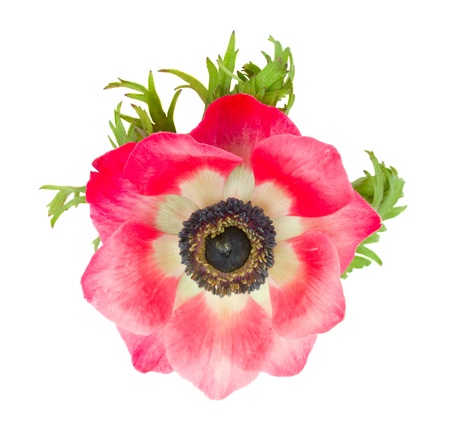 red anemone close up isolated on white backgroundの写真素材