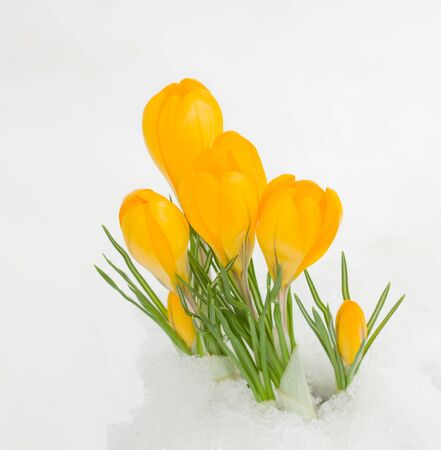 yellow  spring crocus flowers  growing from snowの写真素材