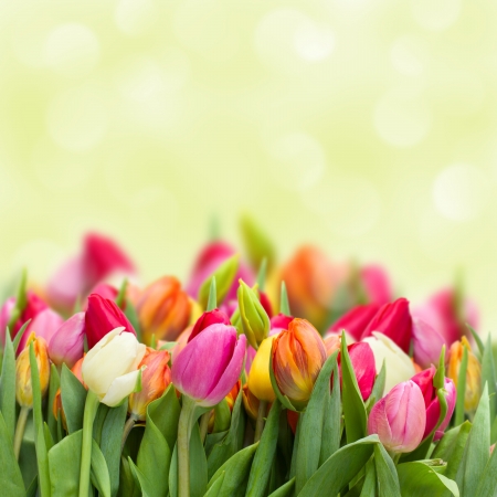 tulips in garden on green bokeh backgroundの写真素材