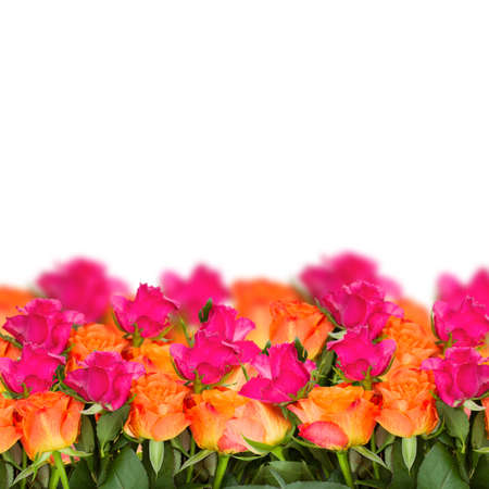 orange and pink roses border  isolated on white backgroundの写真素材