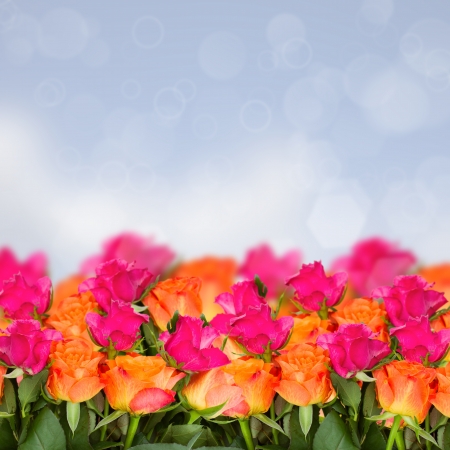 orange and pink roses on blue bokeh backgroundの写真素材