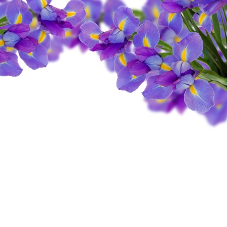 blue irises border  isolated on white backgroundの写真素材