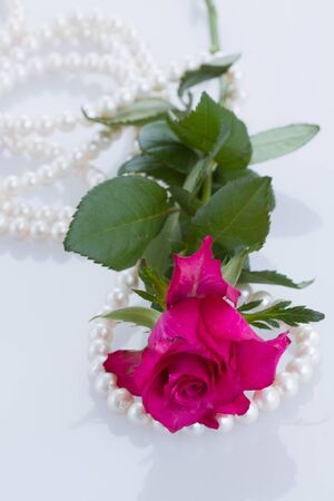 one pink rose with pearl necklace on white backgroundの写真素材