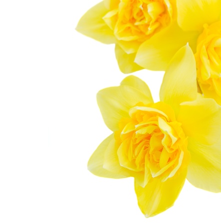 yellow daffodil flowers macro isolated on white backgroundの写真素材