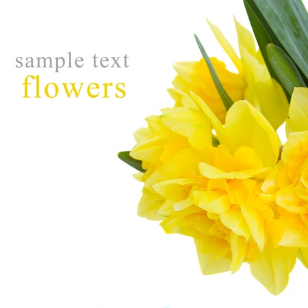 yellow nacissus  flowers macro isolated on white backgroundの写真素材